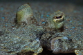   Flounder Closeup Close-up Close  